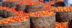 Relief As Tomatoes Prices Crash